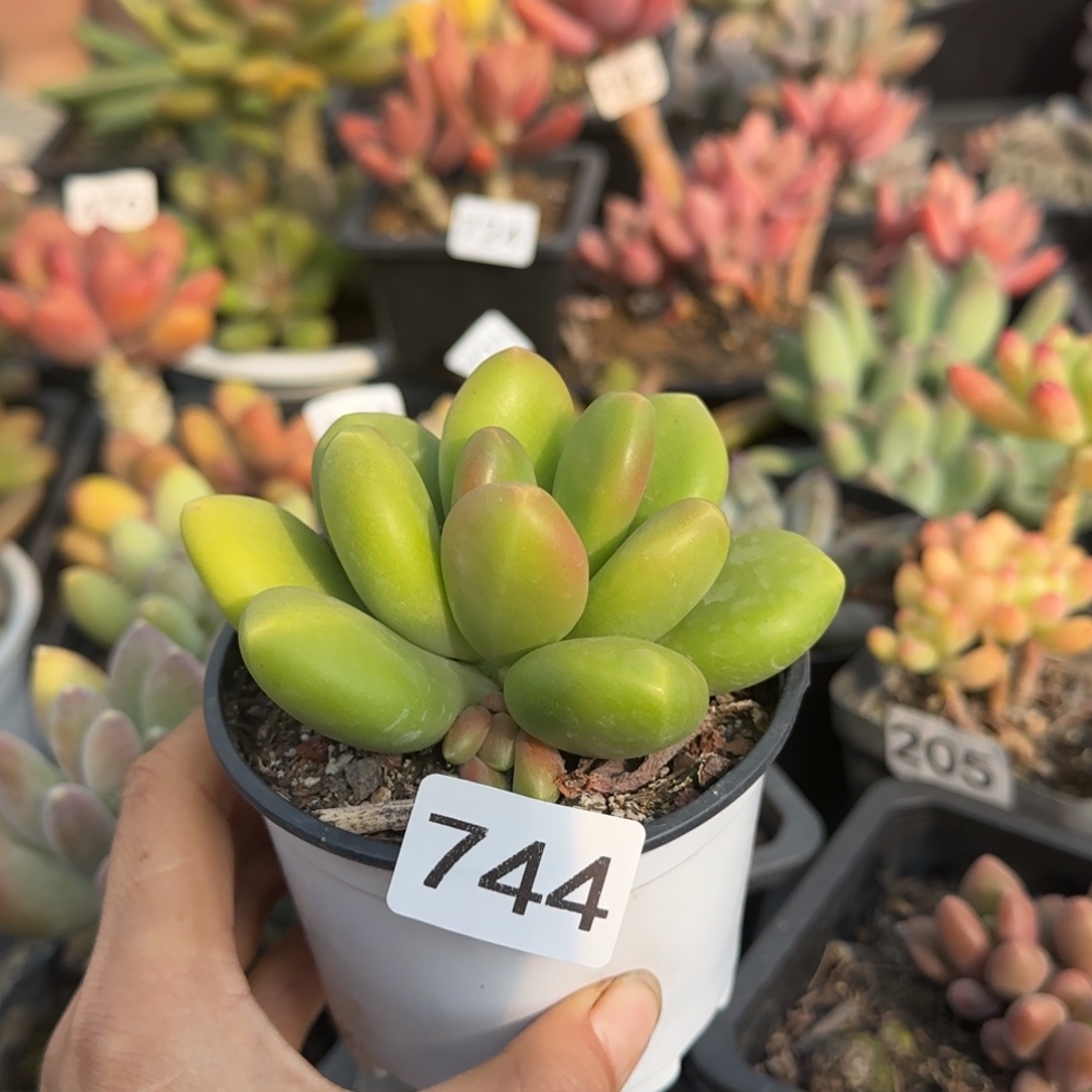 744号一物一拍一物一拍