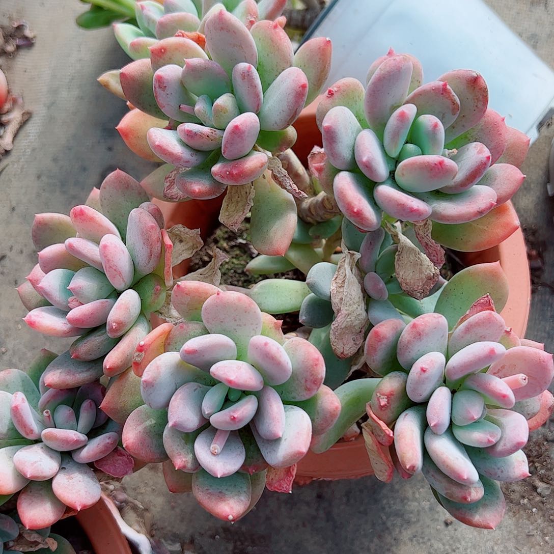 灰姑娘多头群生精品特价