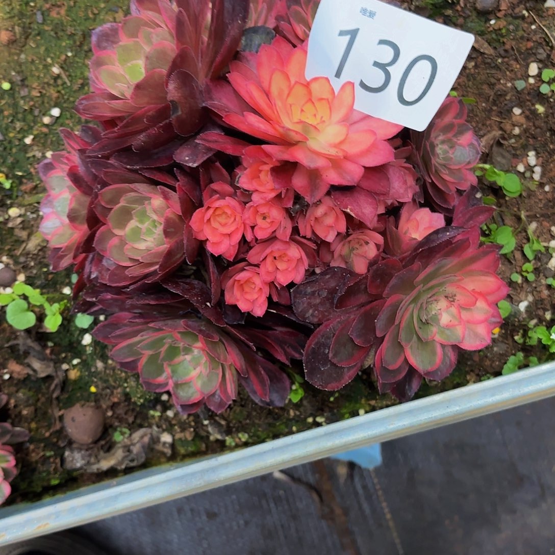 多肉植物黑膜锦130