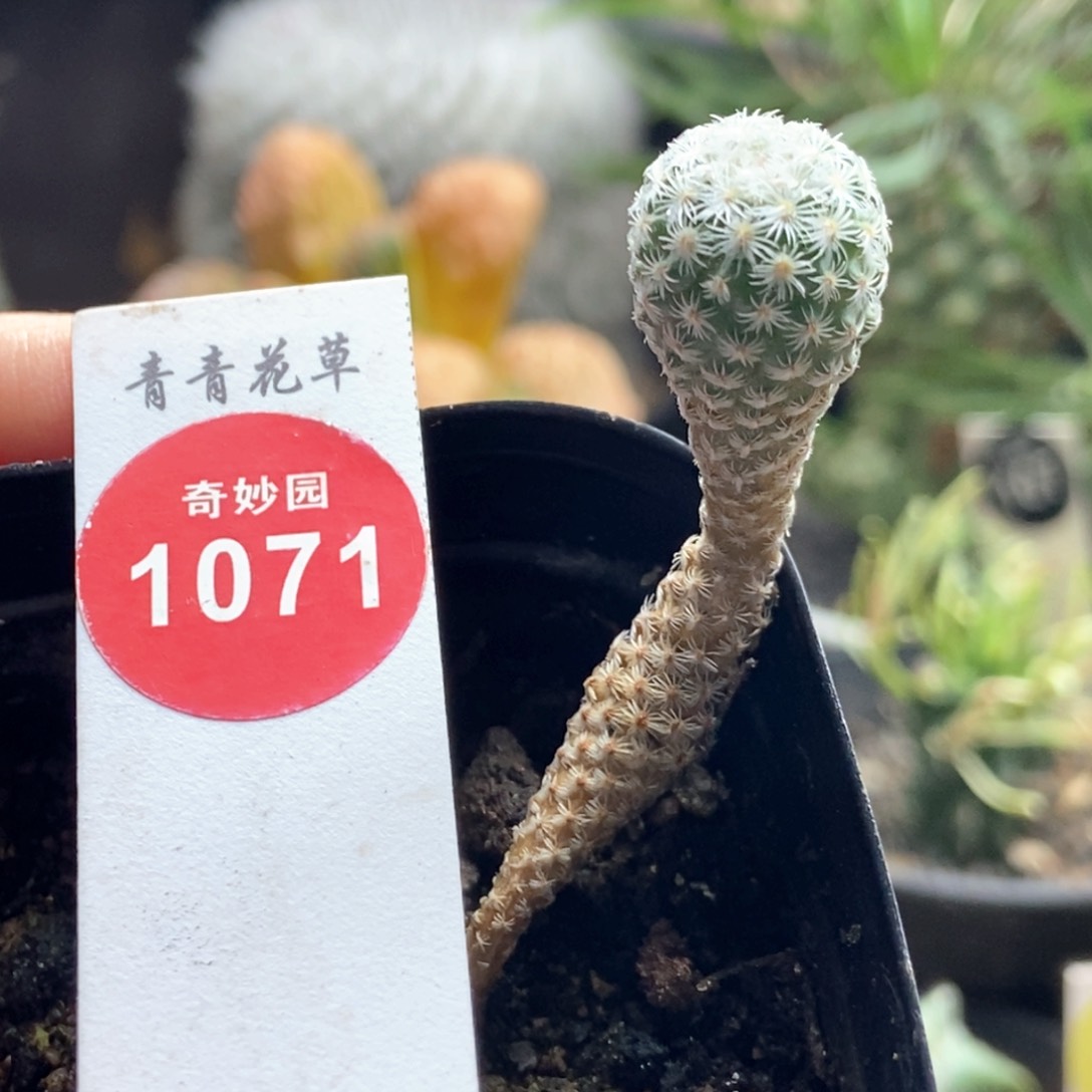 实生赤花美针玉一颗1.3cm