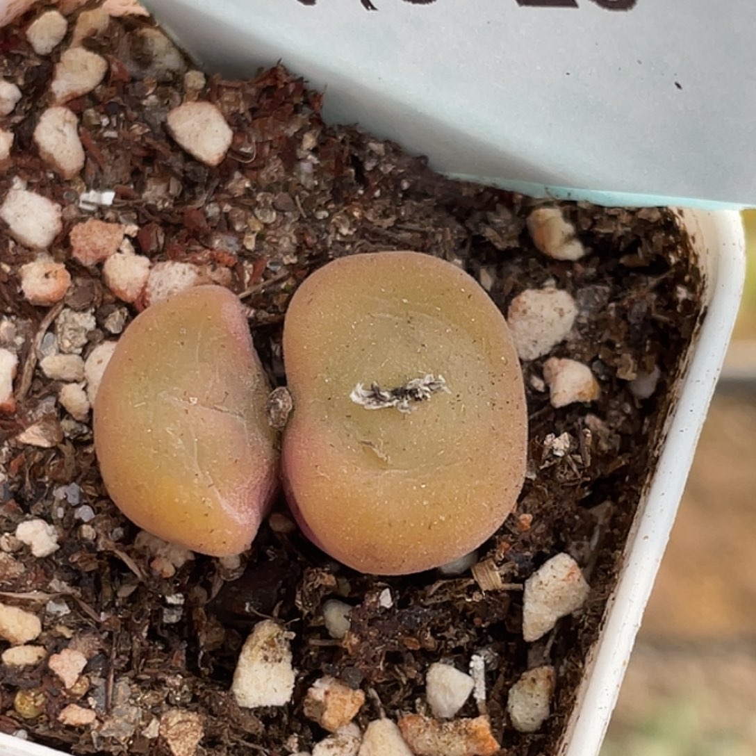 9-20空卡佛多肉植物