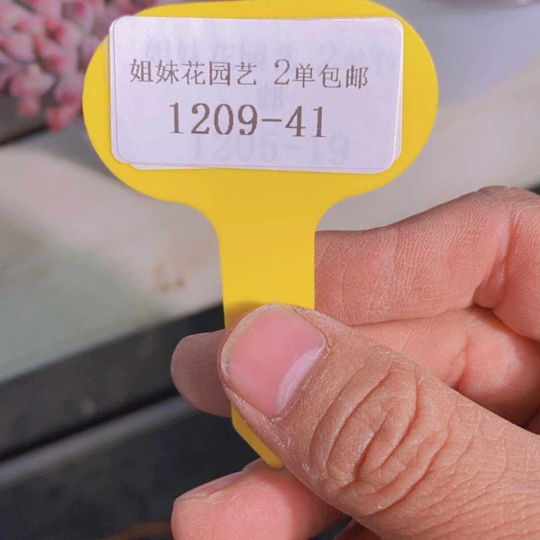 1209-39-精品母本大群老桩所罗门一个