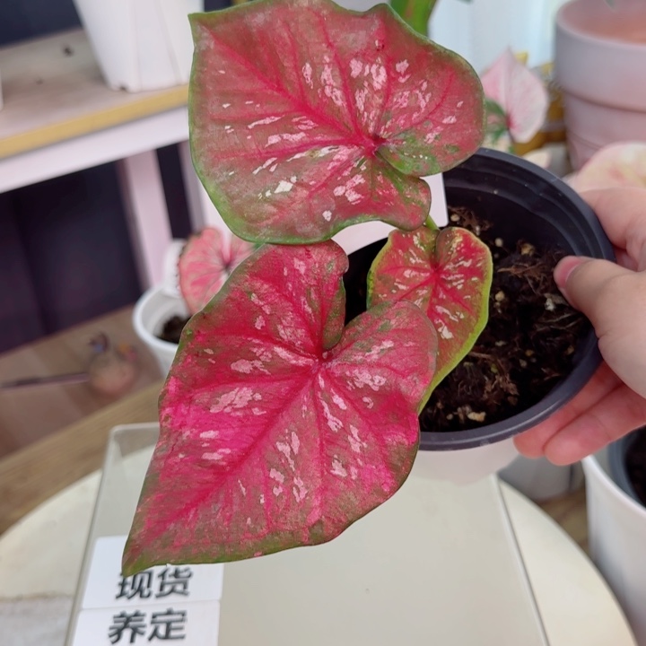 无花朵泰彩莫奈Q3464..