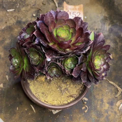 黑膜有断枝多肉2252