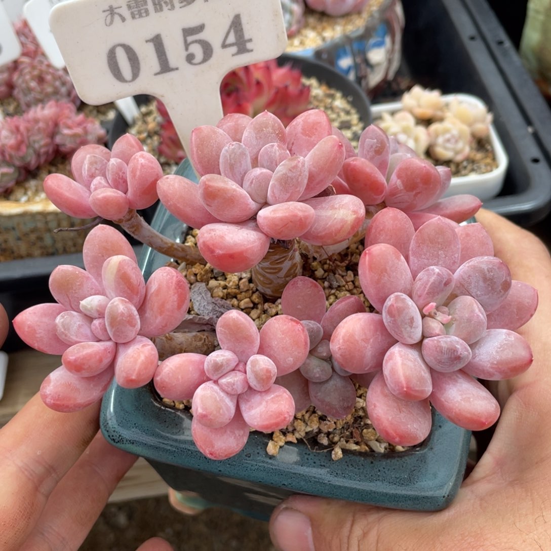 0154香芋不带盆13厘米