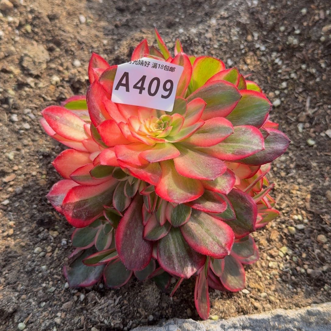 409黑魔锦多肉植物