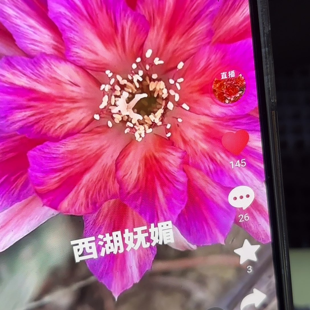 妩媚丽花侧牙20包邮仙人球57