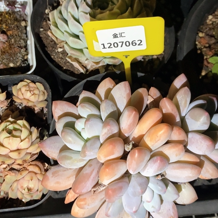 福利多多。1207062