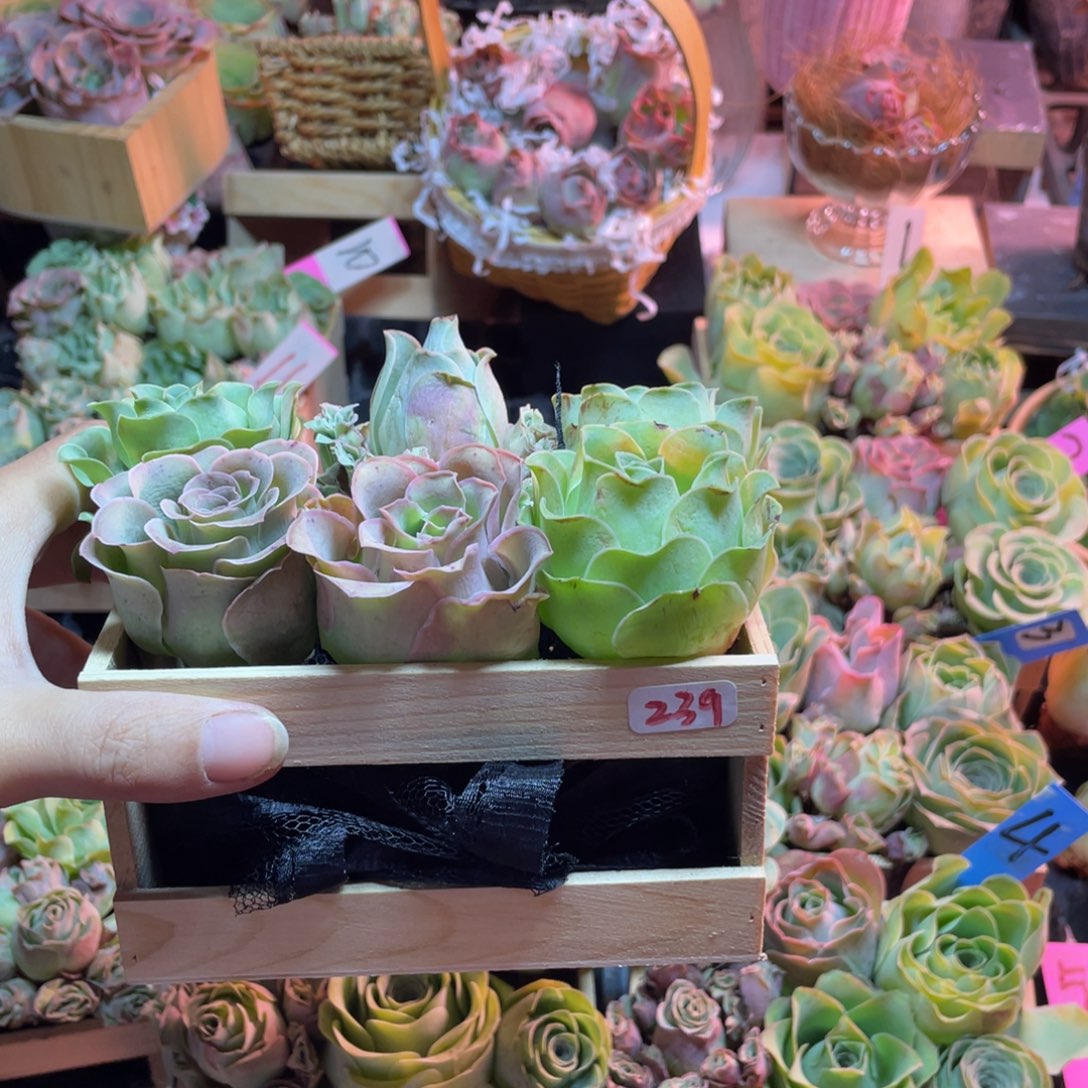 用***7多肉植物山地玫瑰239木盒