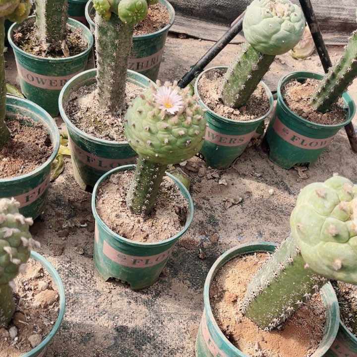 花*?草球螺旋金毛黑刺苗接