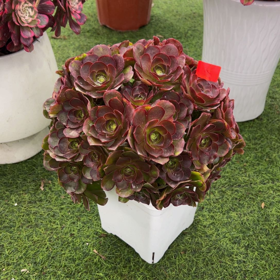 08多肉植物寄养魅金朵朵