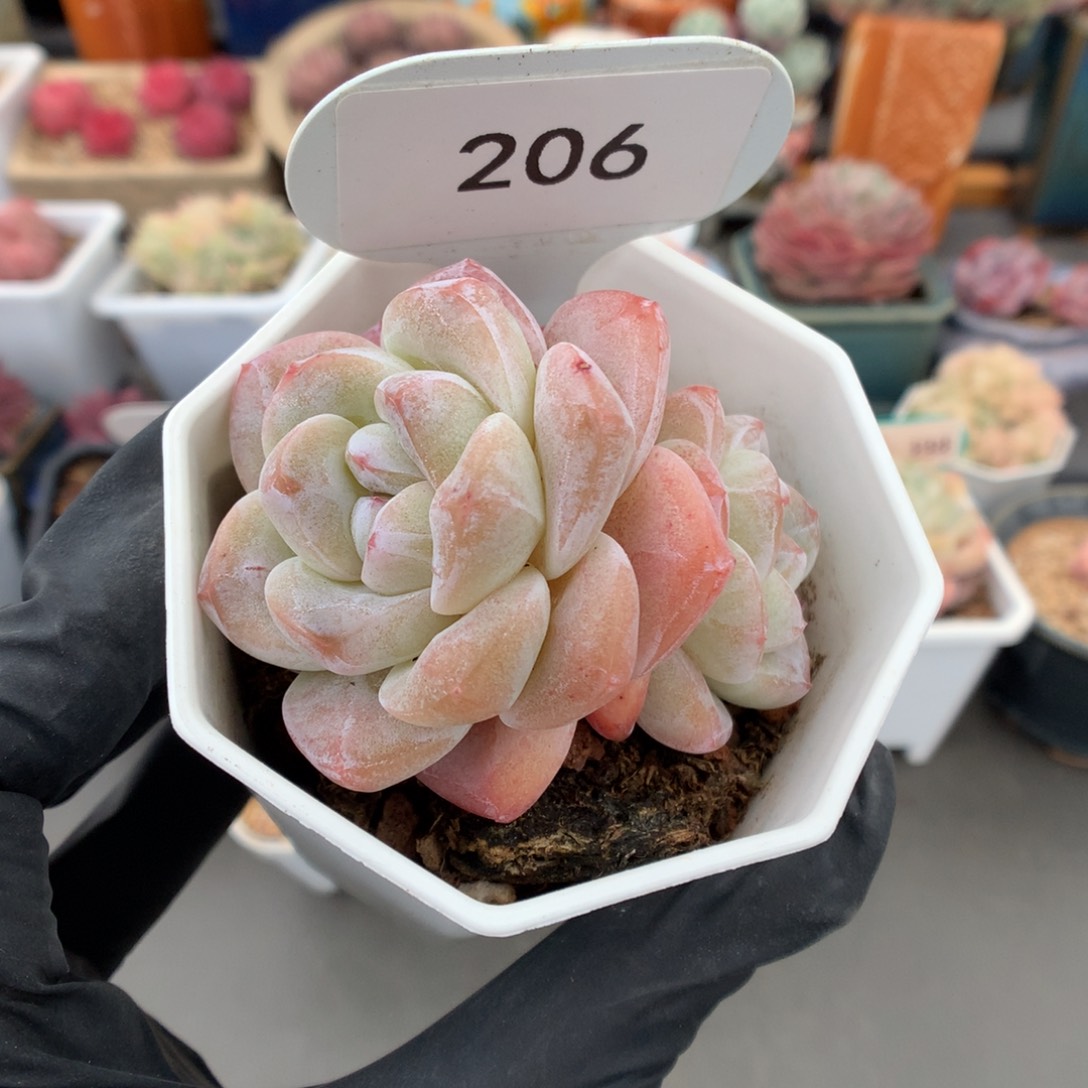 206 草莓冰玉多肉