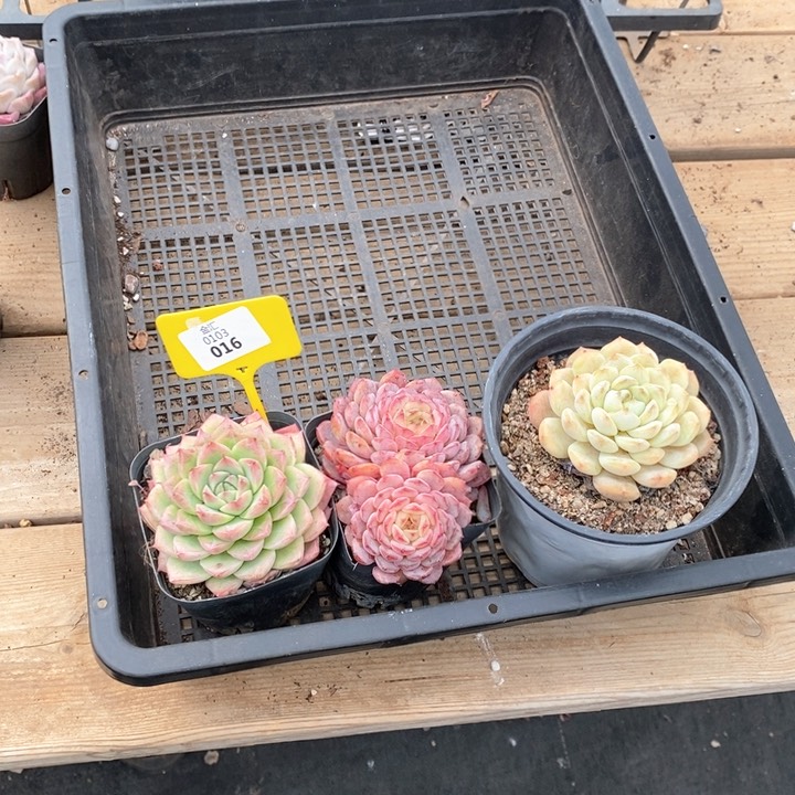 泡*0103016三颗 孤品插排