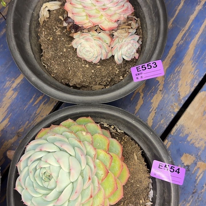 吧***博粉水晶两棵553.554