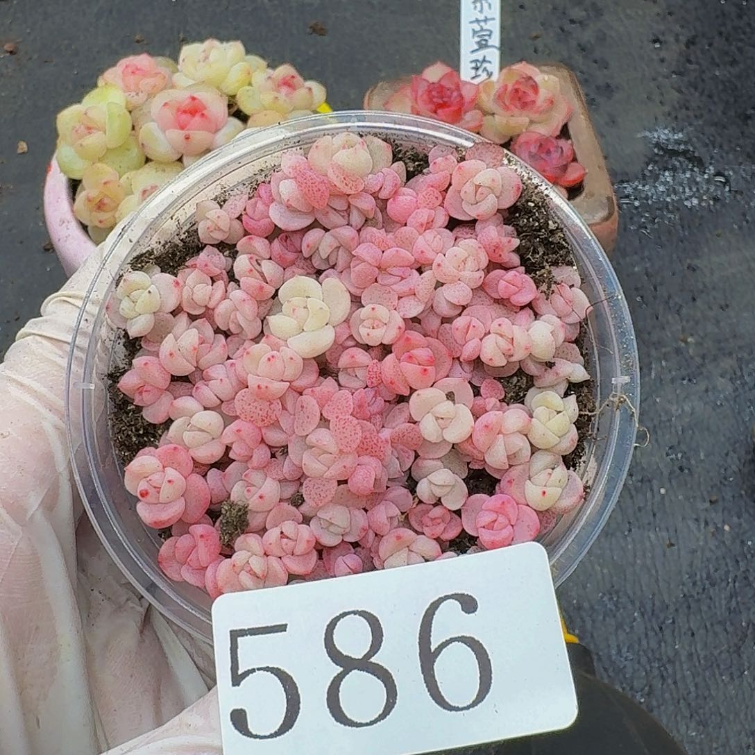 多肉植物多肉植物586