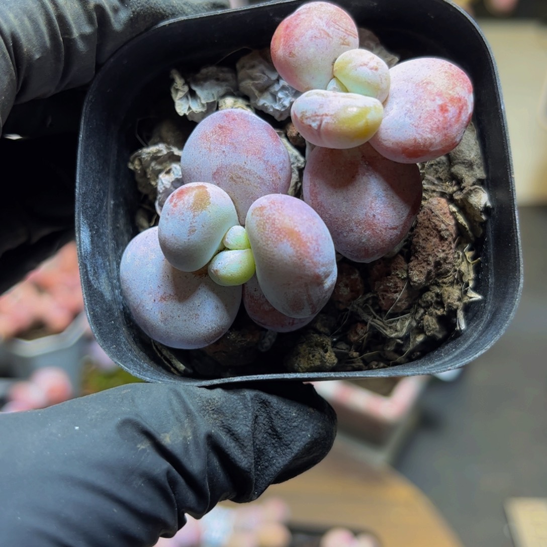 938雪美人6厘米多肉