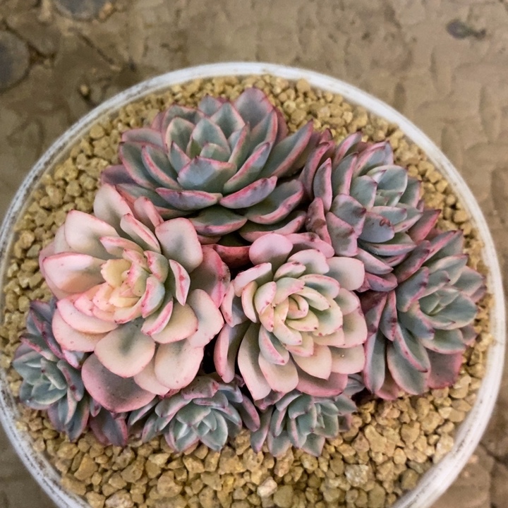 冰***风88888888888888888