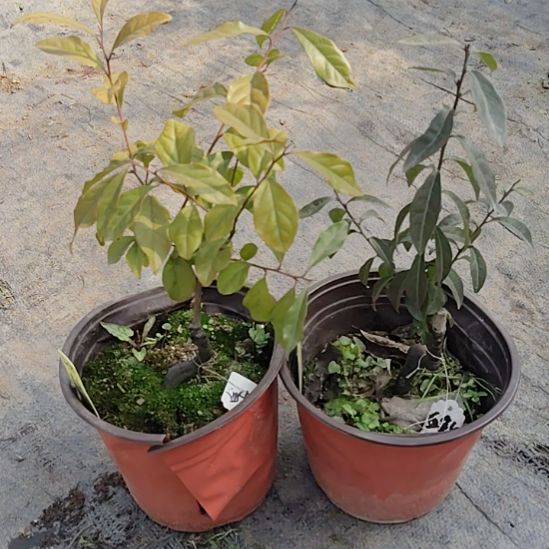 将军金弹子盆景园