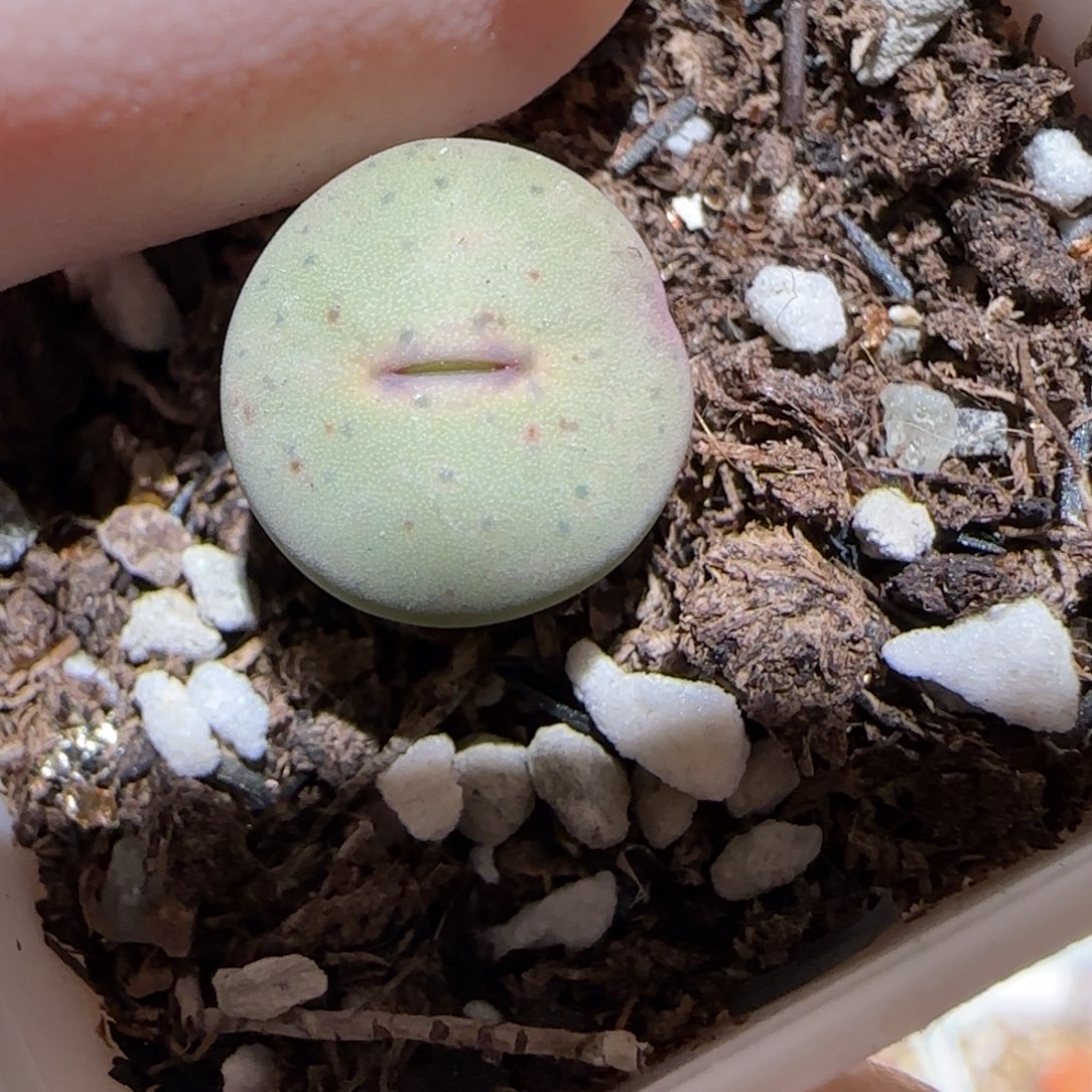 肉锥多肉植物百科3-杂交红嘴有疤123