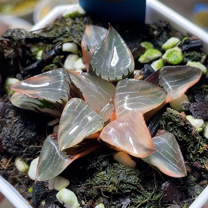 末***虾524花影锦特选福利