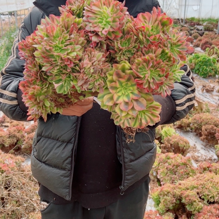 红袖醉话3号多肉法师