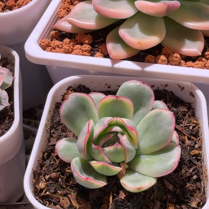 晨露锦多肉植物一物一拍