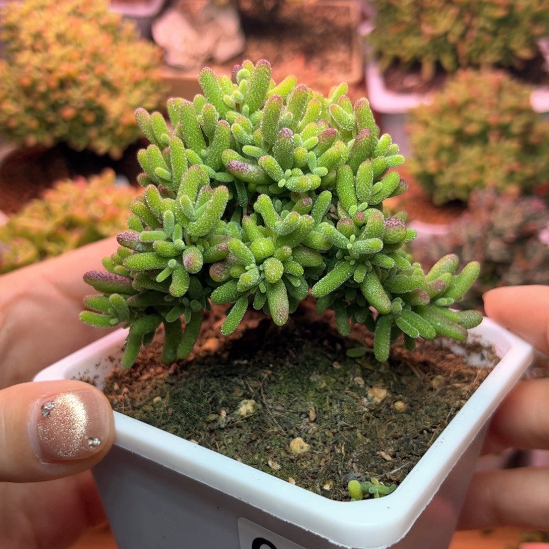 087蜜桔可爱多肉植物