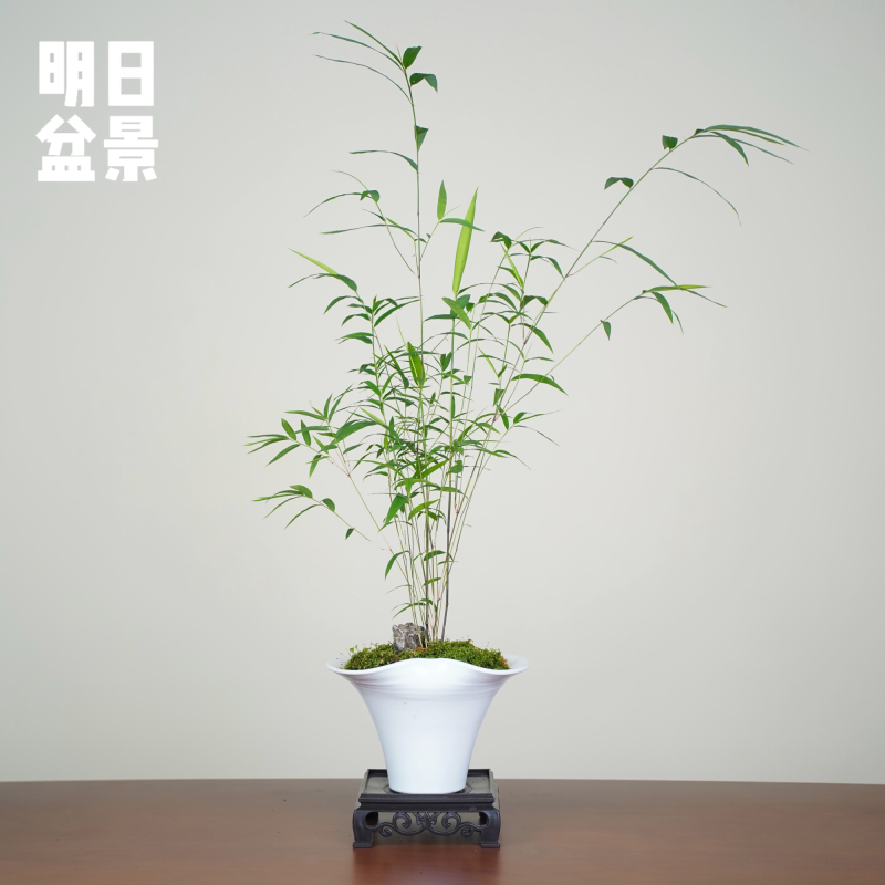 风内门竹宽口盆空灵飘逸颜值高好养易活不规则手工盆