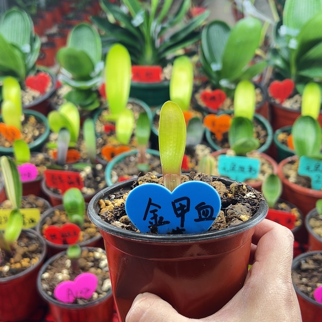 完全开放12345678