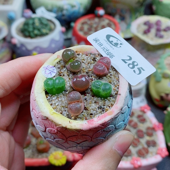 生石花花花花花花285