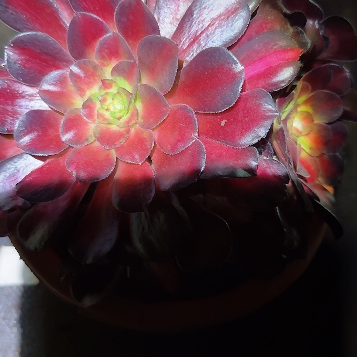 多肉法师红日朵朵