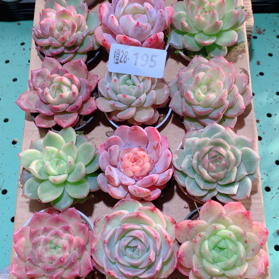 28-195一物一拍多肉带盆18颗