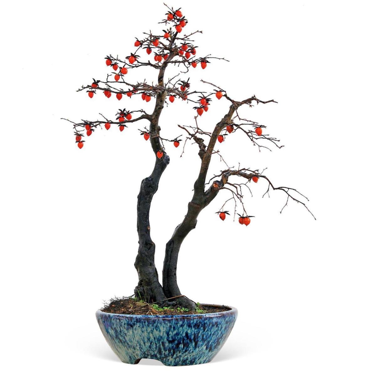 老鸦柿熟桩盆景绿植