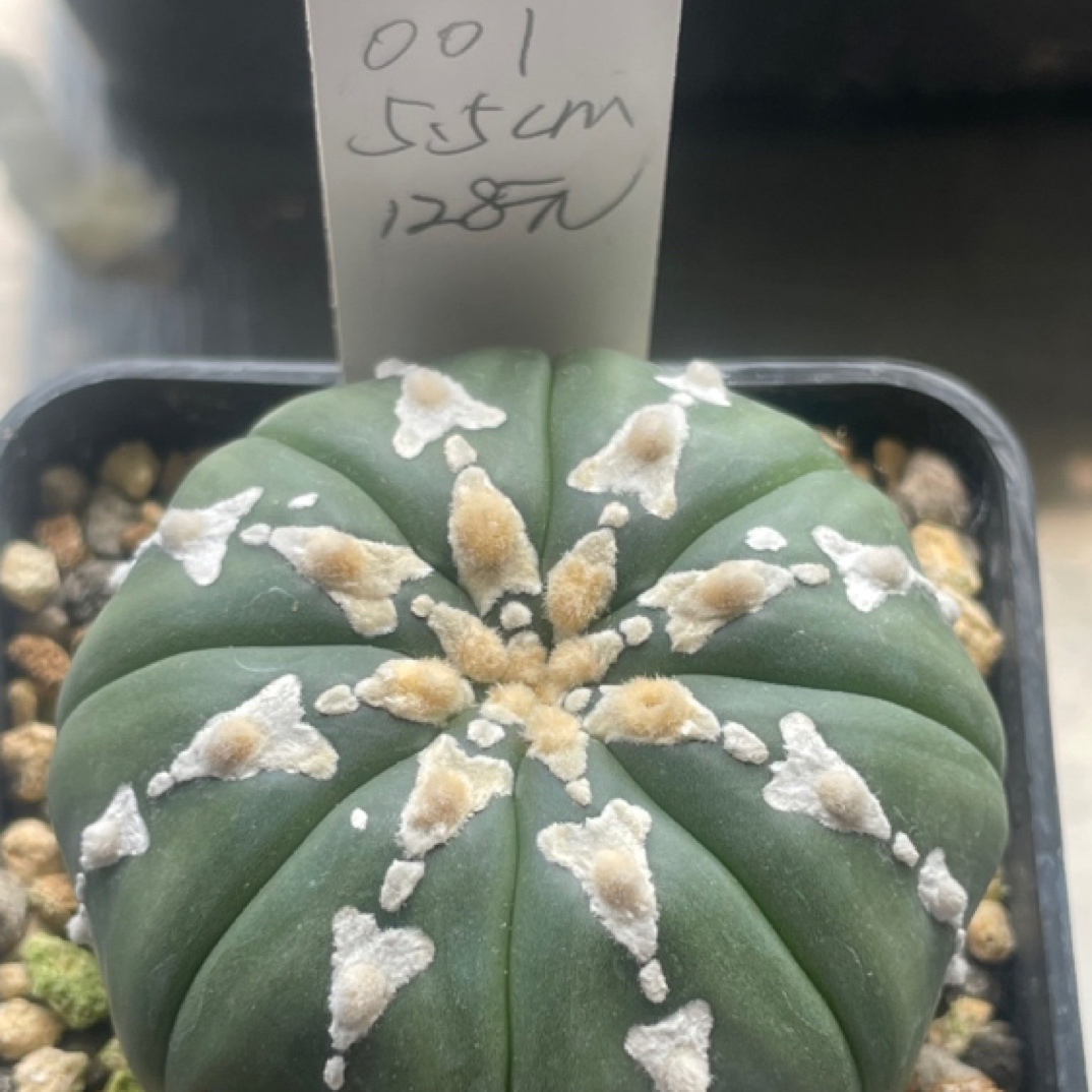 泰系实生兜001一物一拍