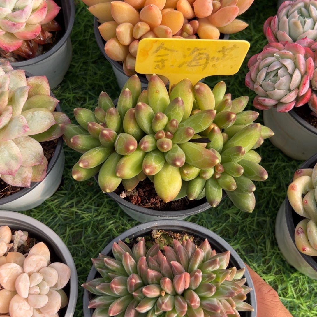 千代田多肉植物保护研究所