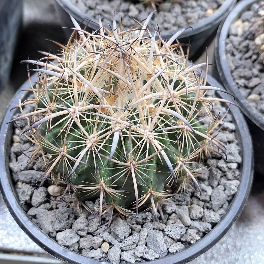 抖***仔实生虎爪玉仙人球