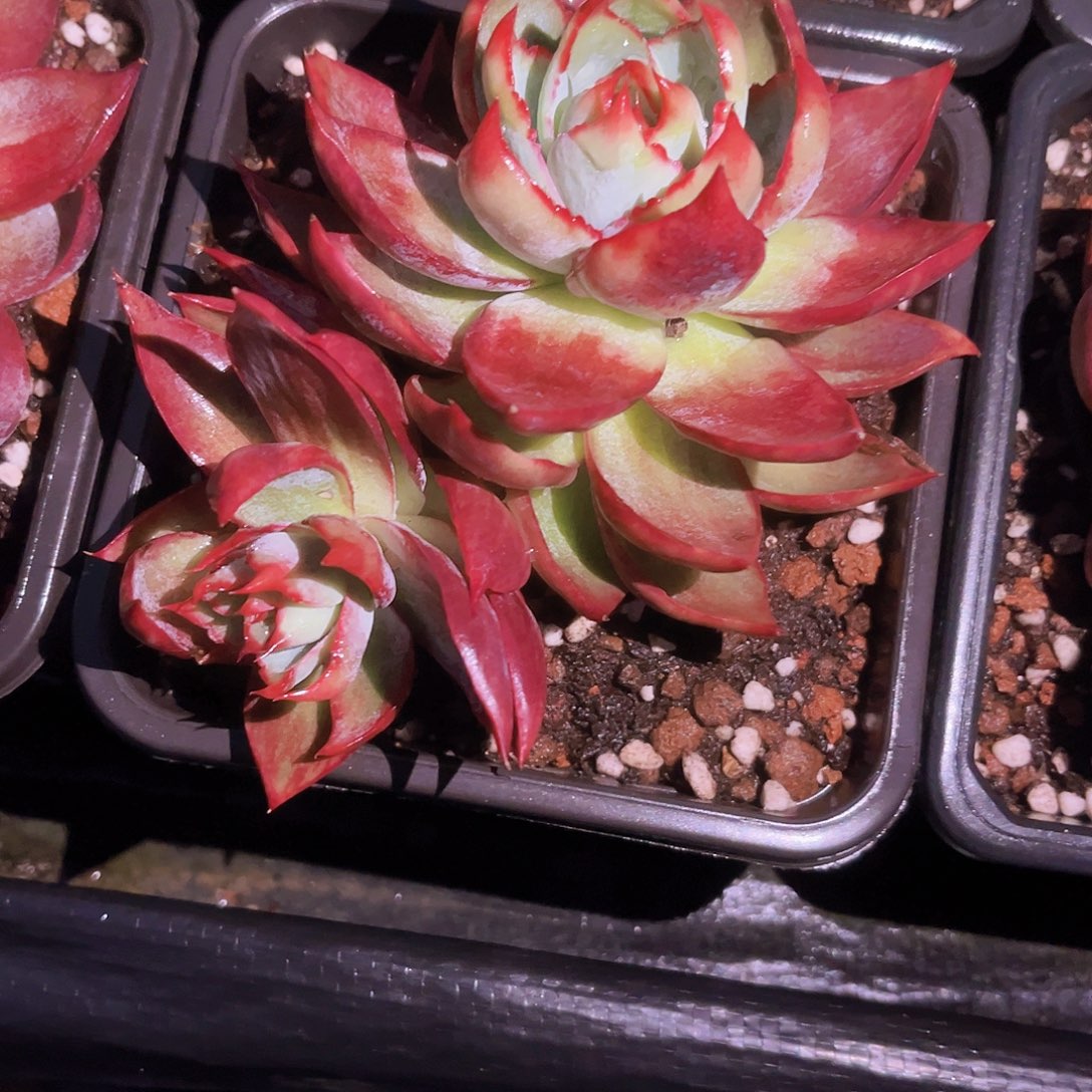 惊鸿12.5公分99999999998