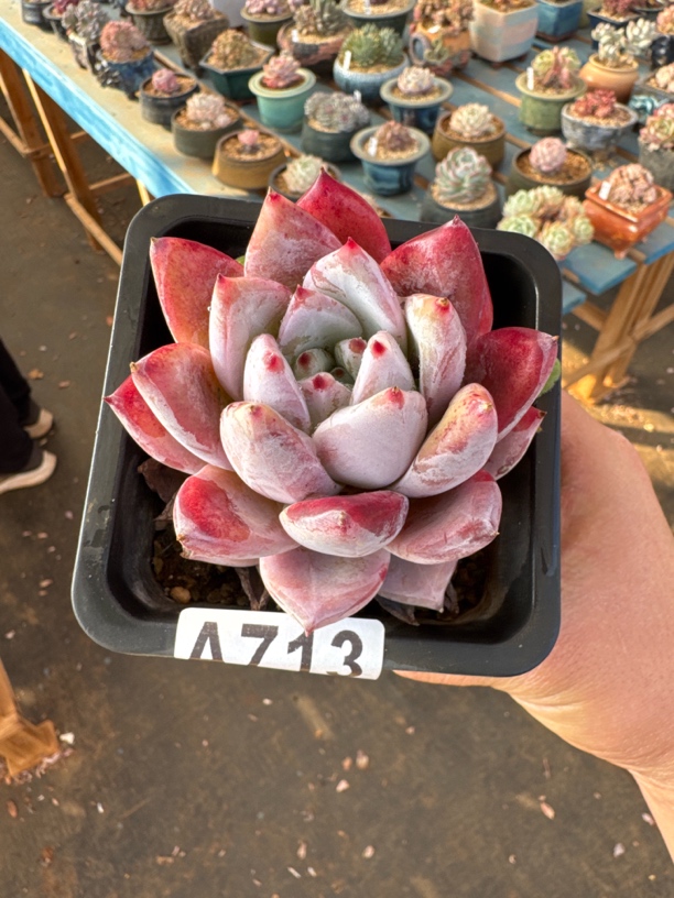 A713 多肉植物一物一拍