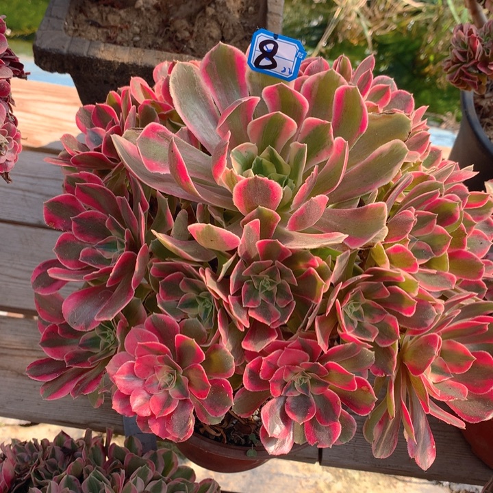 8粉女妖精品法师多肉