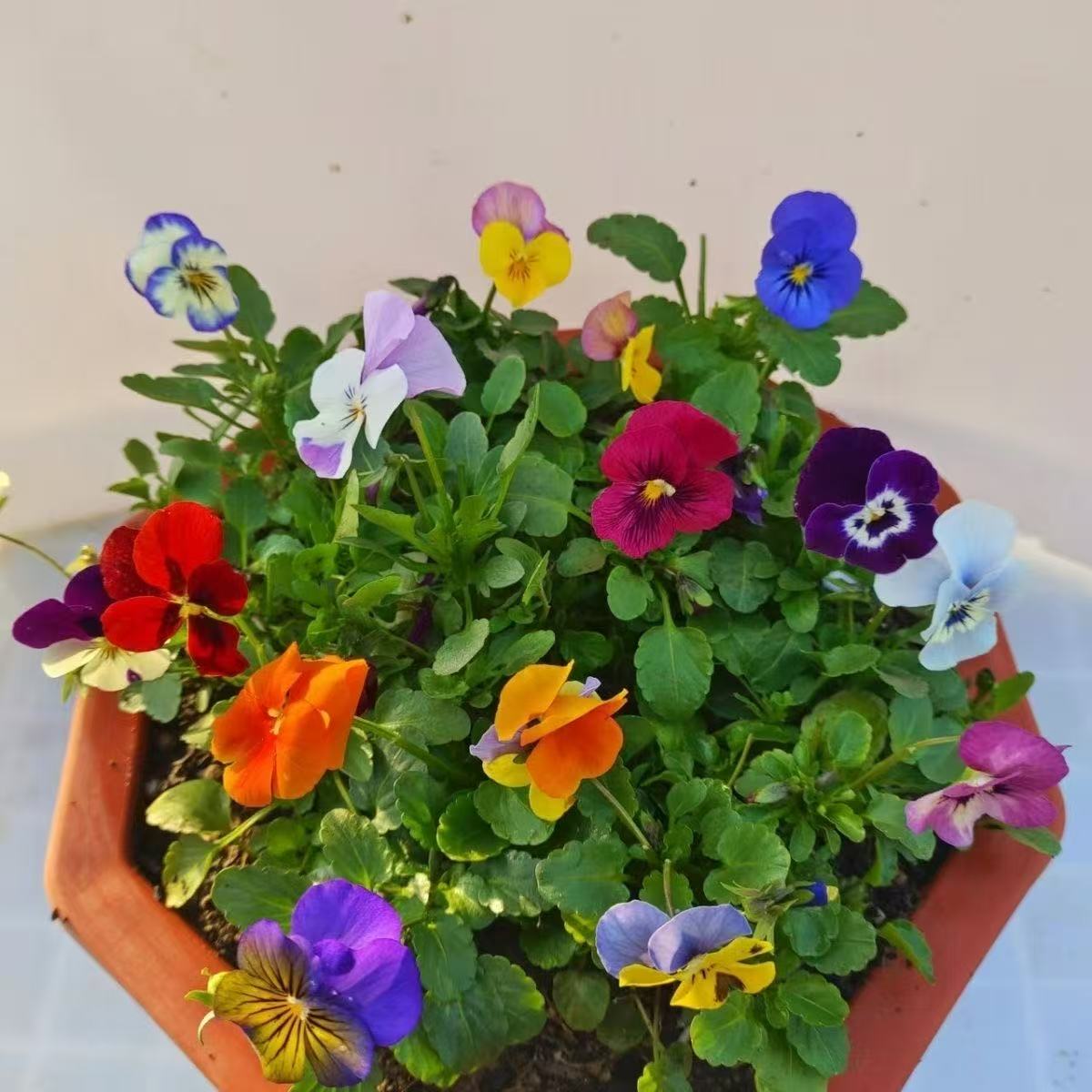 【角堇】带花带花苞发货好养易活室内外盆栽