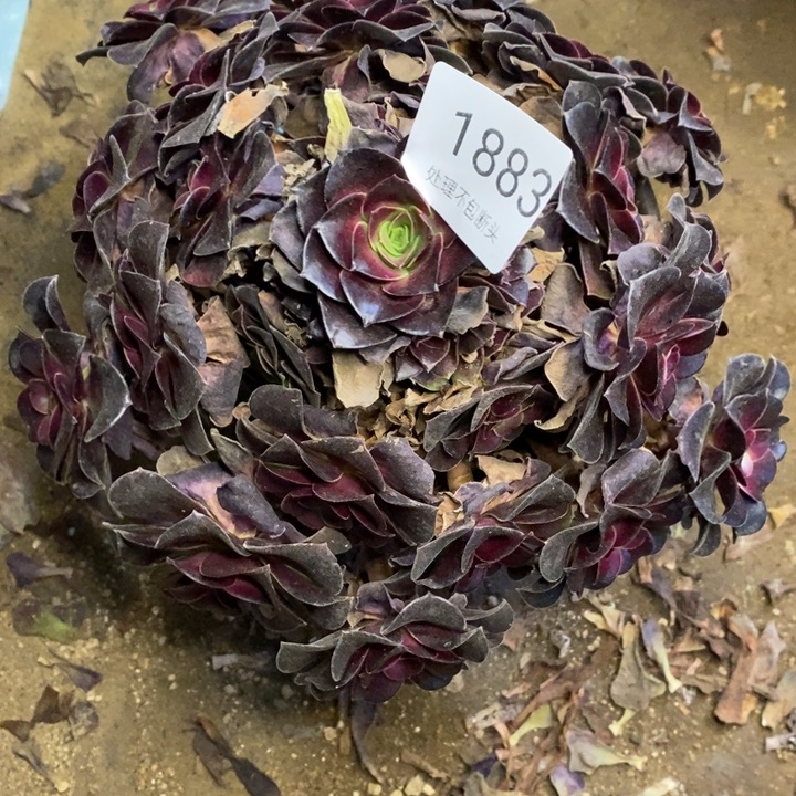 欧姿多肉断头不包1883