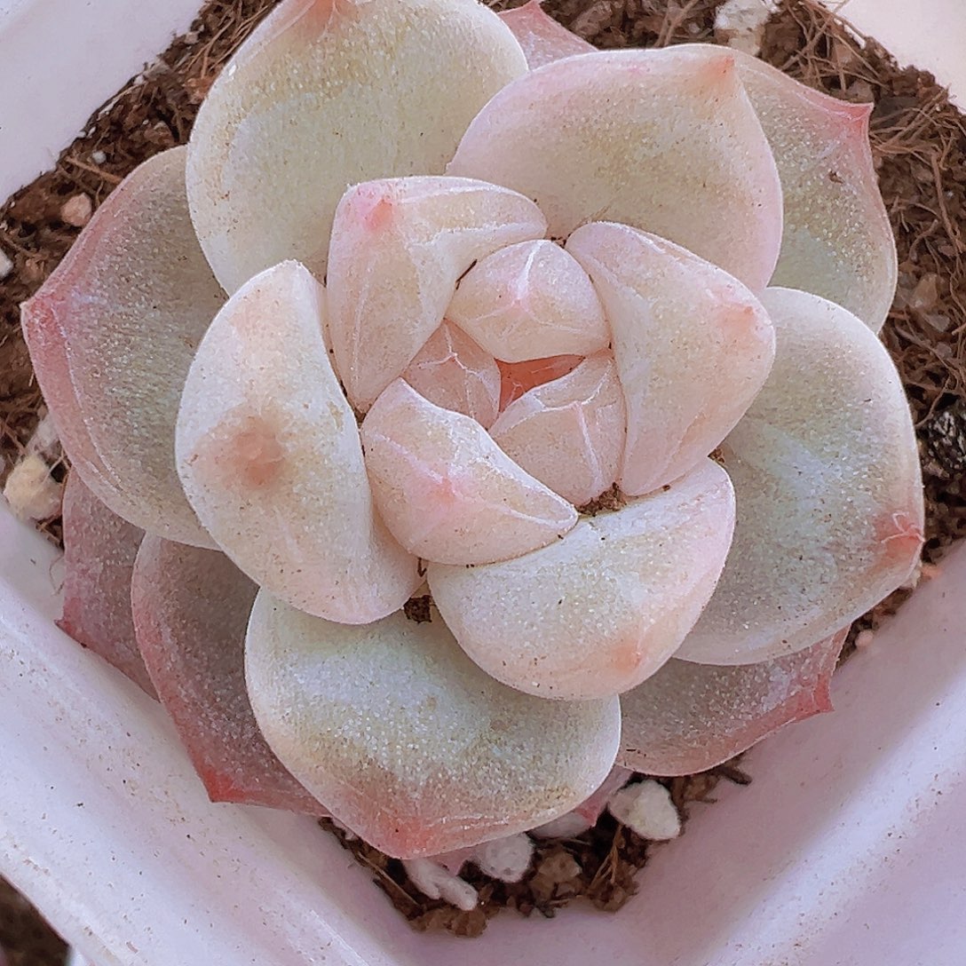 冰钻19包邮多肉植物