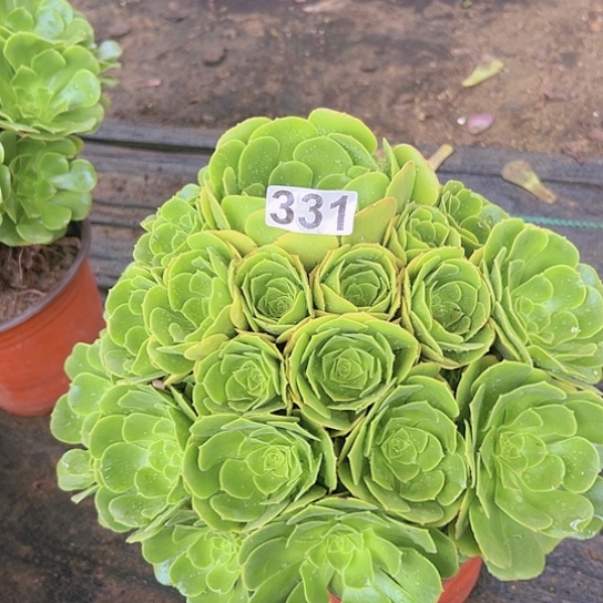 周***妹多肉植物一个绿玫瑰