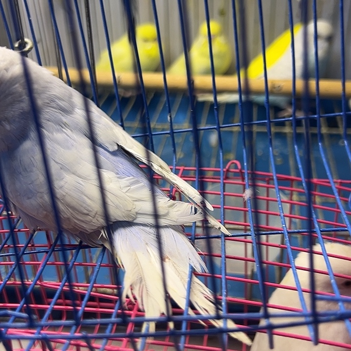 虎皮鹦鹉大头一只