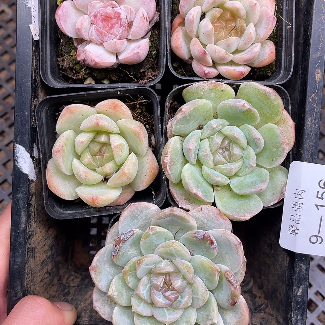 多肉一物一拍9-156