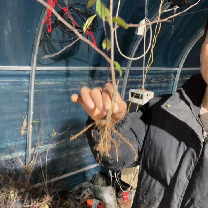 白寿海棠花一颗苗