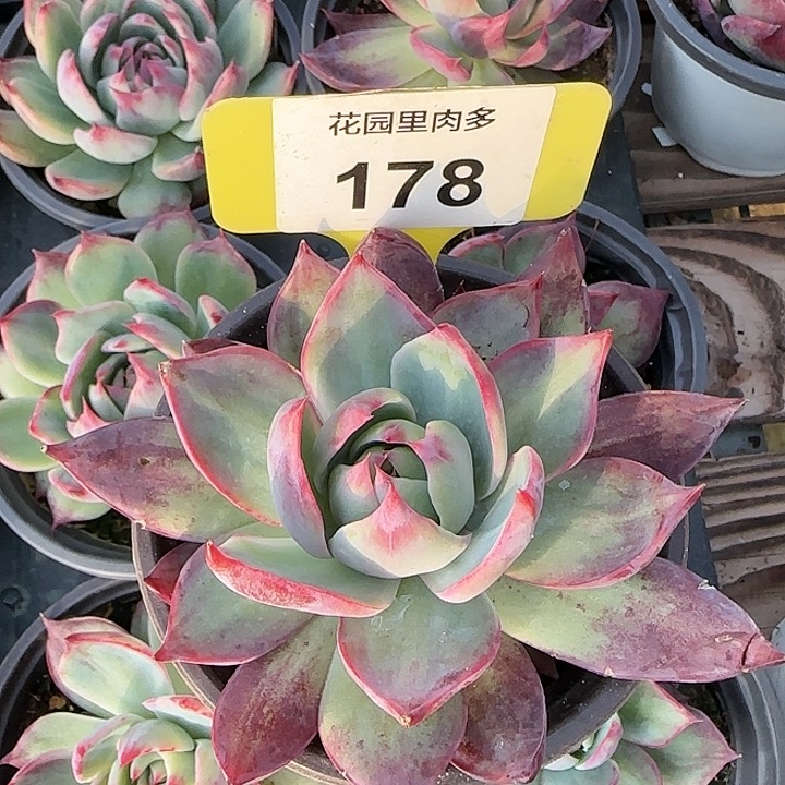 178 惊鸿仙子多肉植物6-9cm