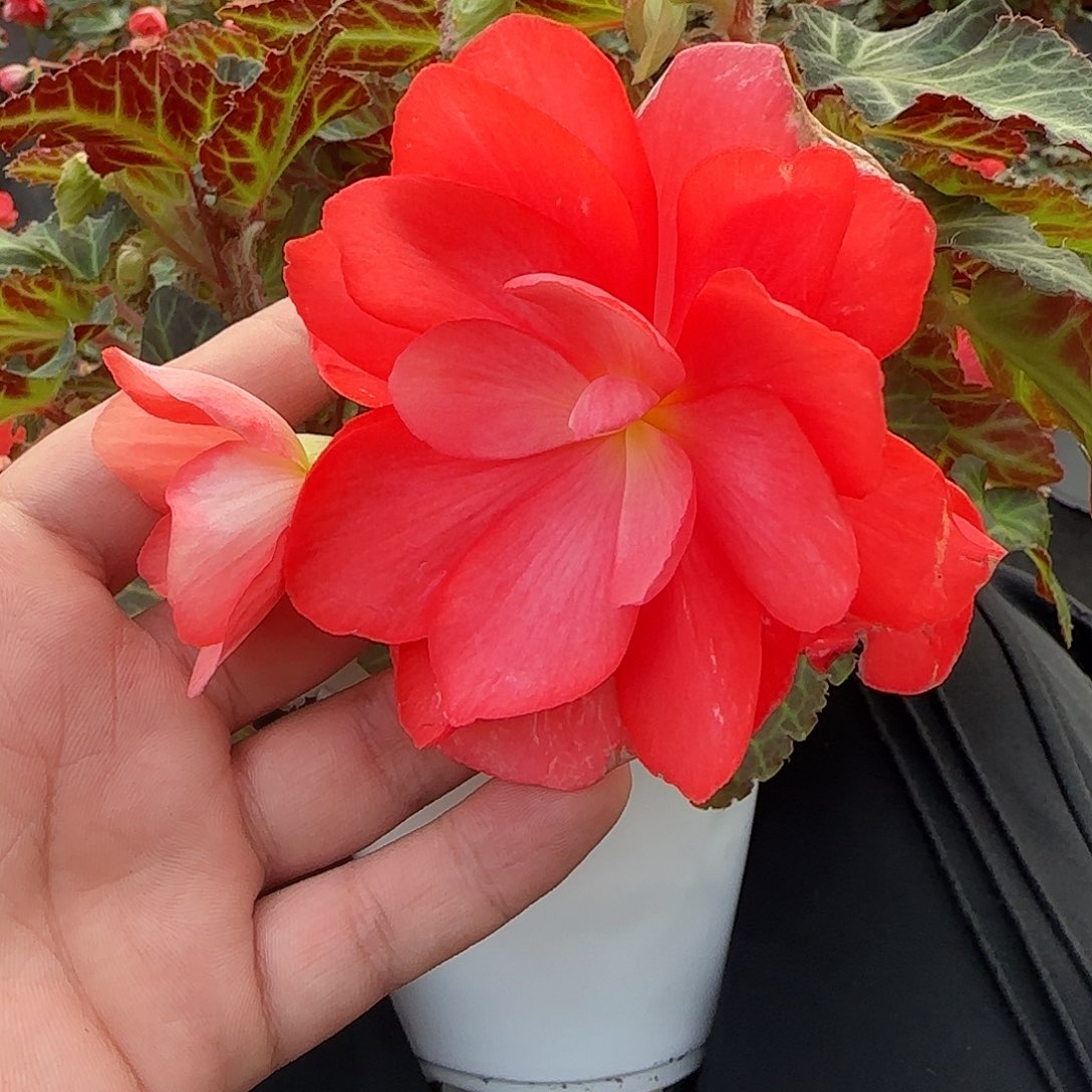 进口一代玛丽宝 景观