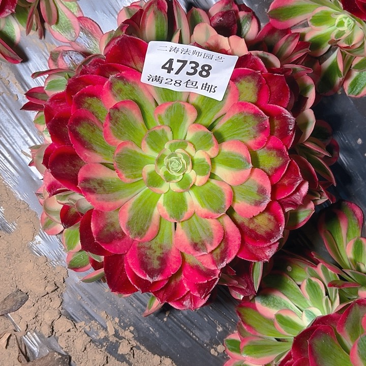 4738红女郎多肉植物2号
