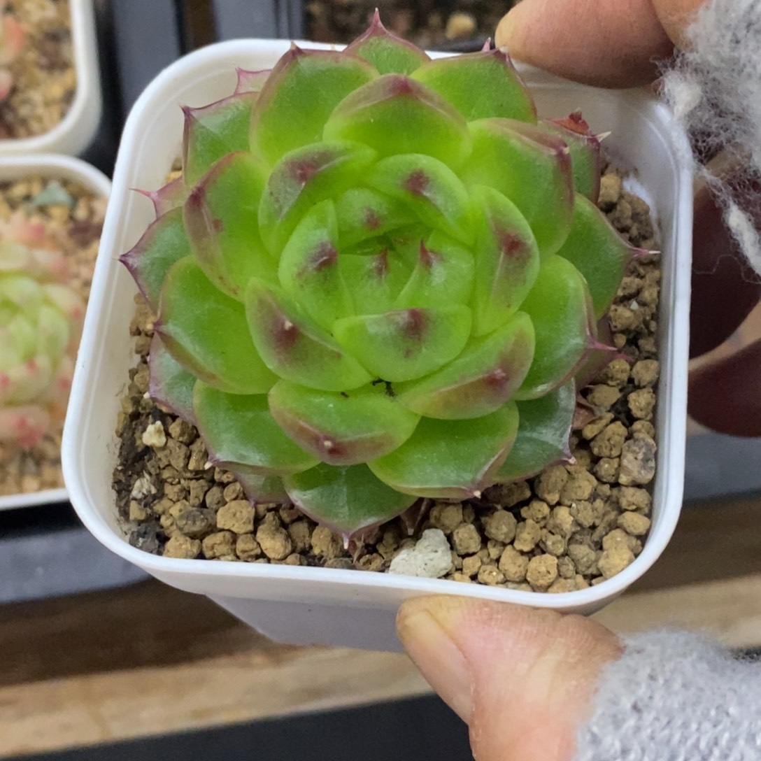精品多肉一物一拍不包整67